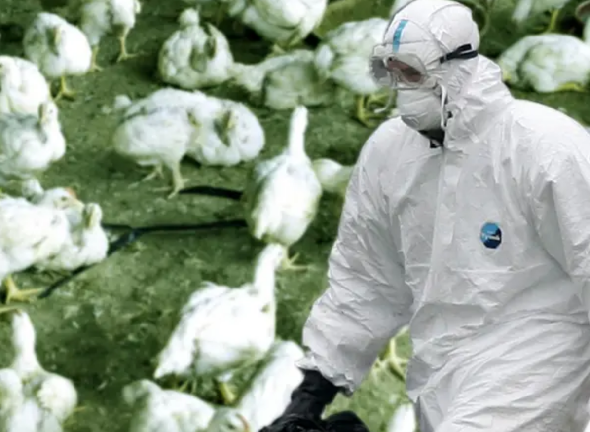 Lo que dicen los funcionarios de la industria sobre el último brote de gripe aviar en Iowa.