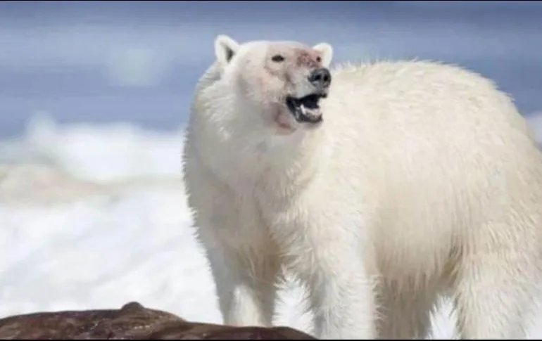 Oso polar mata a 2 personas en poblado remoto de Alaska.
