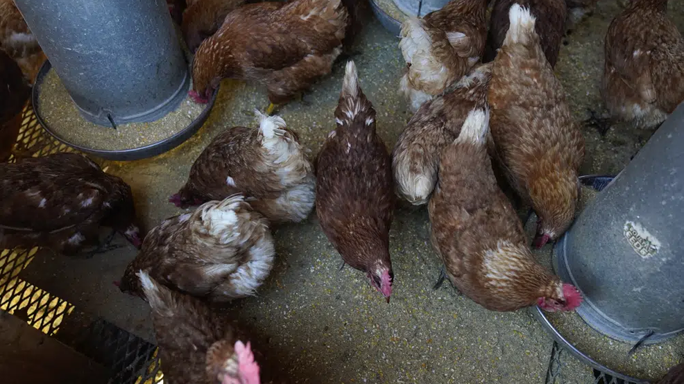 La gripe aviar continúa diezmando las granjas avícolas.