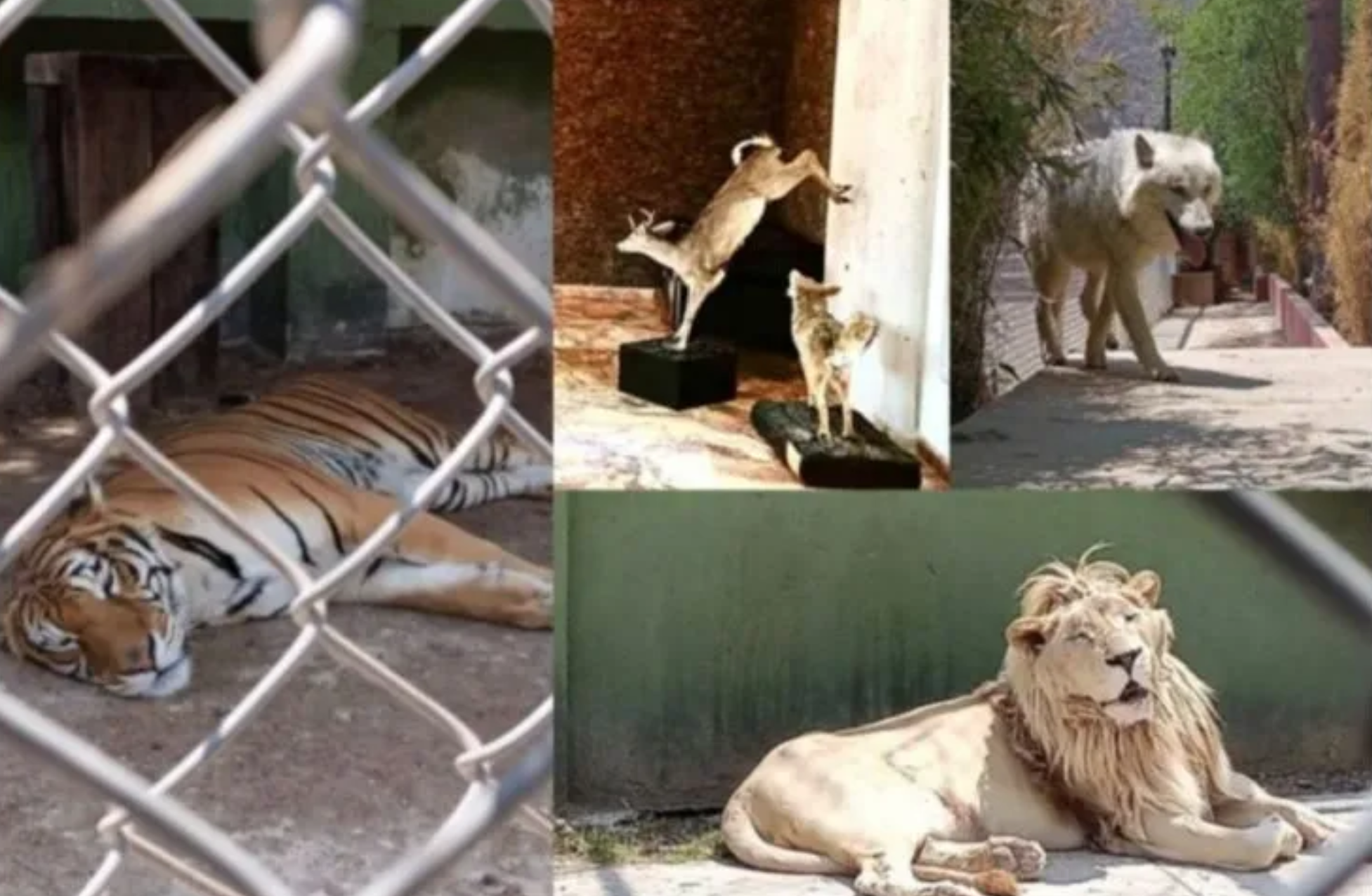 Rescatan 47 animales exóticos y detienen a 8 en residencia en Estado de México.