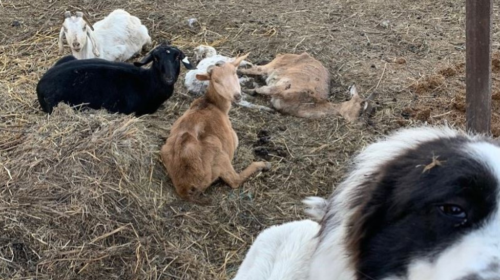150 animales rescatados de una granja de Iowa, hombre de 76 años acusado de negligencia en el ganado.