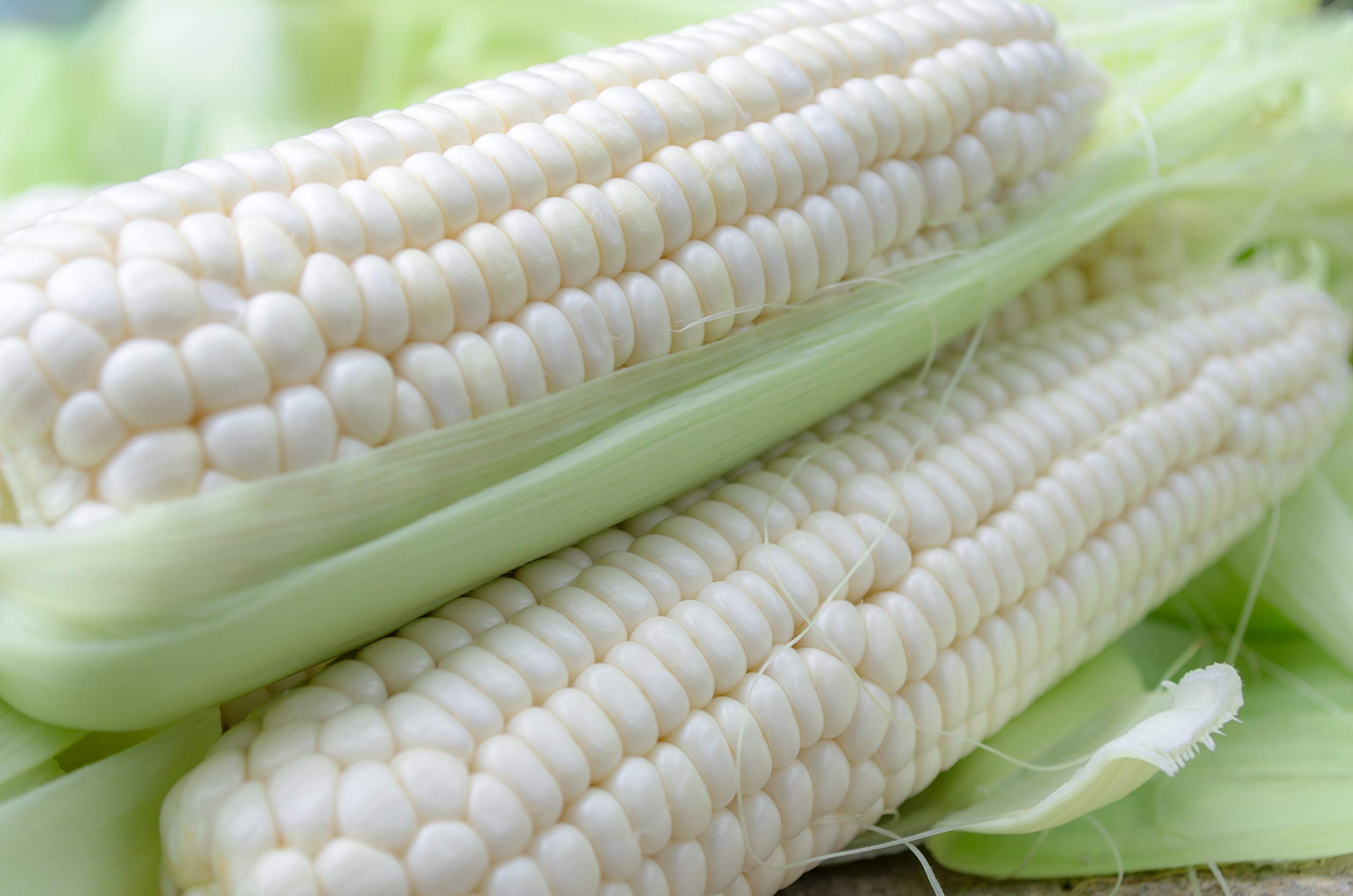 México impone arancel a la importación de maíz blanco, en medio de consultas con EU y Canadá.
