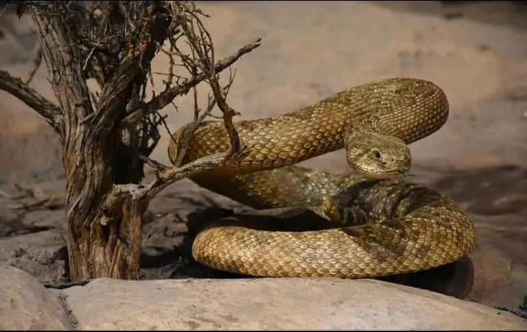 Serpientes buscan refugio en casas por onda de calor en San Luis Potosí.