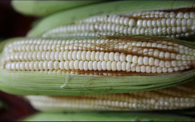 T-MEC: Estados Unidos solicita consultas por maíz transgénico.