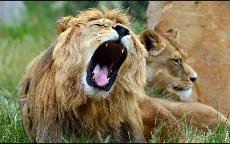 Los leones africanos, a un paso de la extinción.