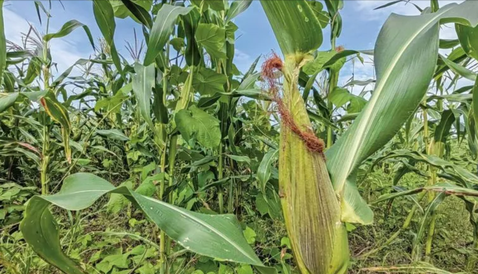 Gobierno de México defiende el decreto contra el maíz transgénico de Estados Unidos.