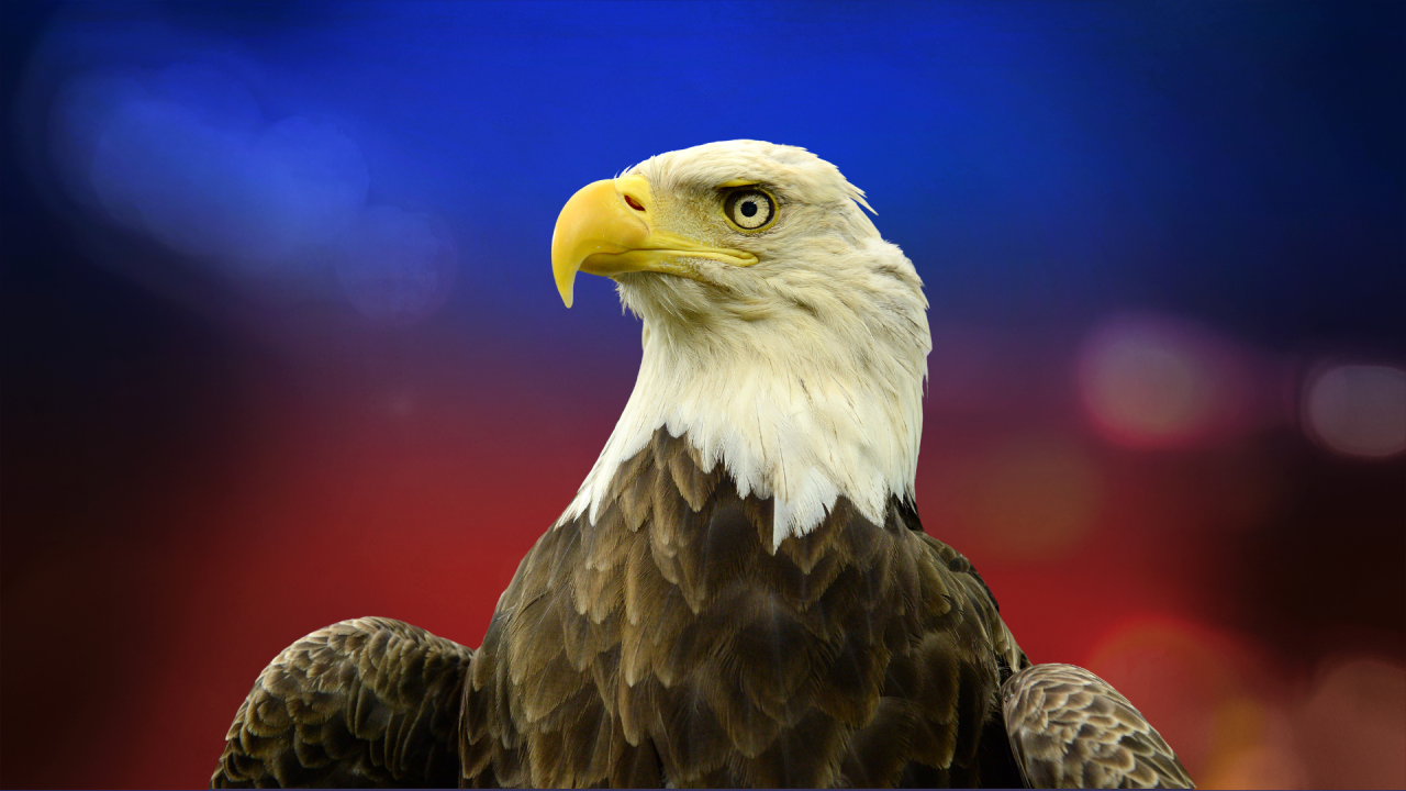 Hombre sentenciado por matar y planear comerse un águila calva americana en el noreste de Nebraska.