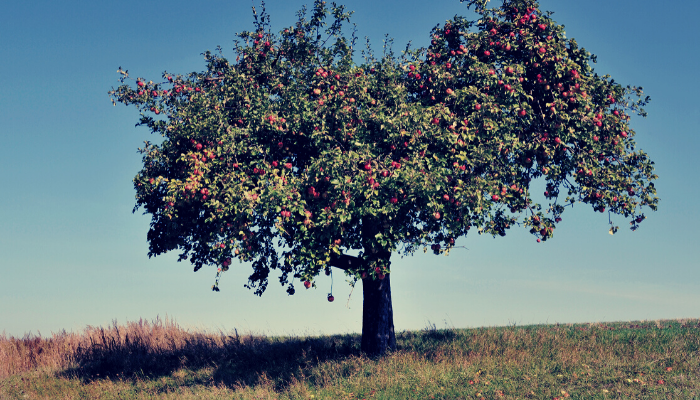 El árbol de manzanas.