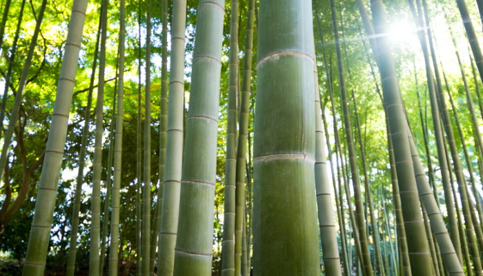 El bambú Japonés.