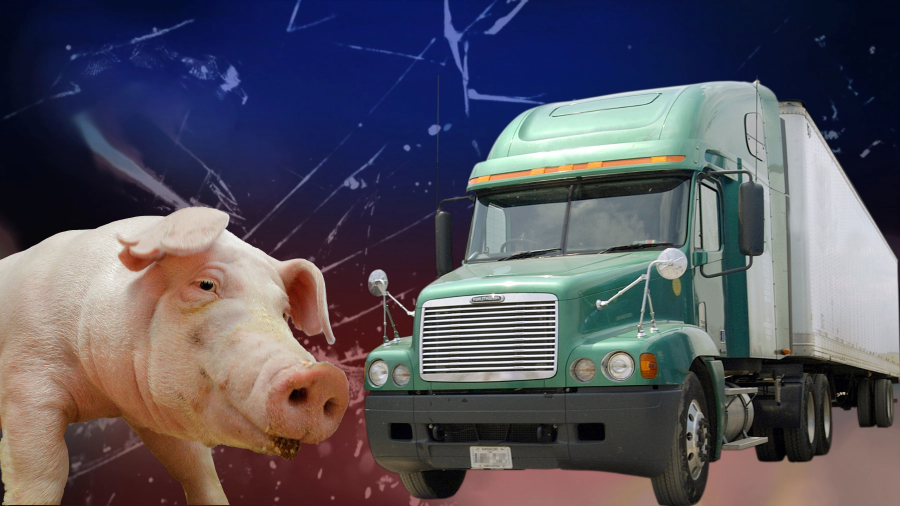 60 cerdos muertos en un accidente en el condado de Plymouth que involucró a dos semirremolques.