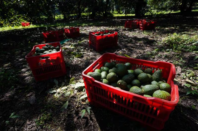 México, jugador principal en el Super Bowl: enviará 138 mil toneladas de aguacate.