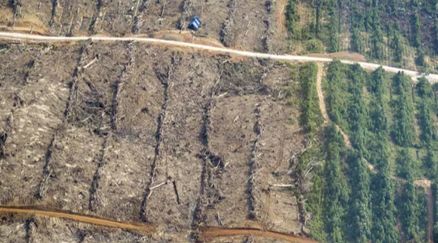 Perú entre los países con mayor deforestación en Latinoamérica: perdió más de 146 mil hectáreas de bosques en 2022