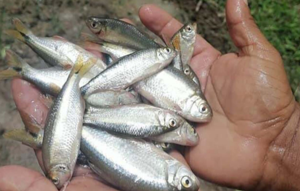 Pescadores del cielo: residentes de una comunidad en Honduras comercializan “lluvia de peces”