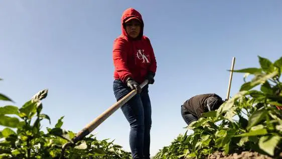 El costo del “sueño americano”: los migrantes que mueren debido a las condiciones de trabajo extremas en EE.UU.