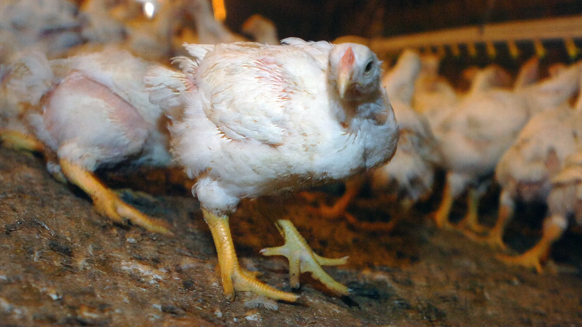 Más de un millón de pollos muertos tras el cierre abrupto de Pure Prairie Poultry