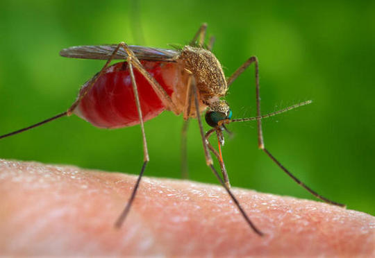 Por qué el mosquito es el animal más mortífero del mundo