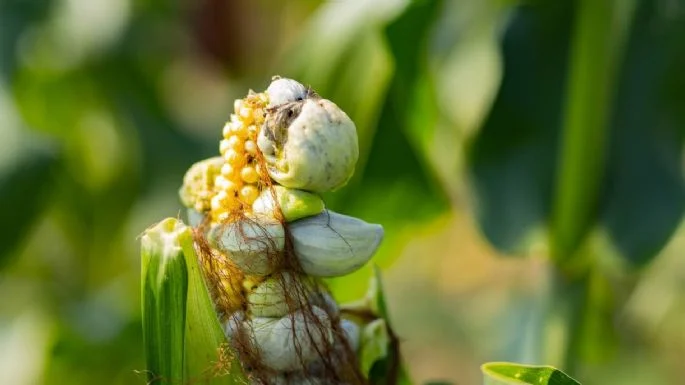 El alimento considerado como “oro negro” y que te ayudará a controlar el colesterol