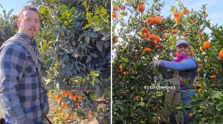 Estadounidenses se viralizan al no saber recolectar mandarina de un huerto; “¡Ya ven cómo si necesitan a los inmigrantes!”