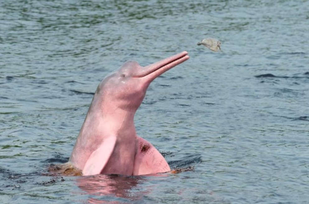 Ecuador presentó un ambicioso plan para salvar a los delfines de río amazónicos que están en peligro