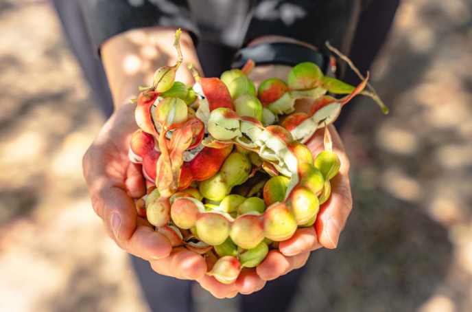 ¿Qué es el guamúchil o pinzan y qué beneficios tiene este fruto silvestre?