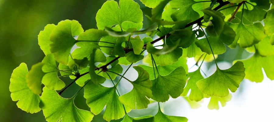 Esta es la planta que nuestros antepasados usaban para problemas de várices