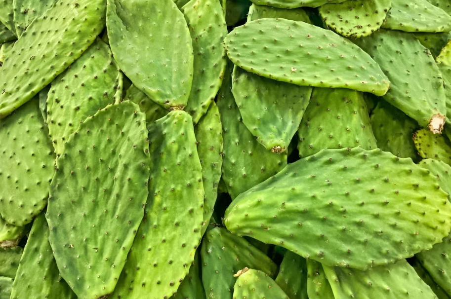 ¿Cuáles son las propiedades curativas del nopal?
