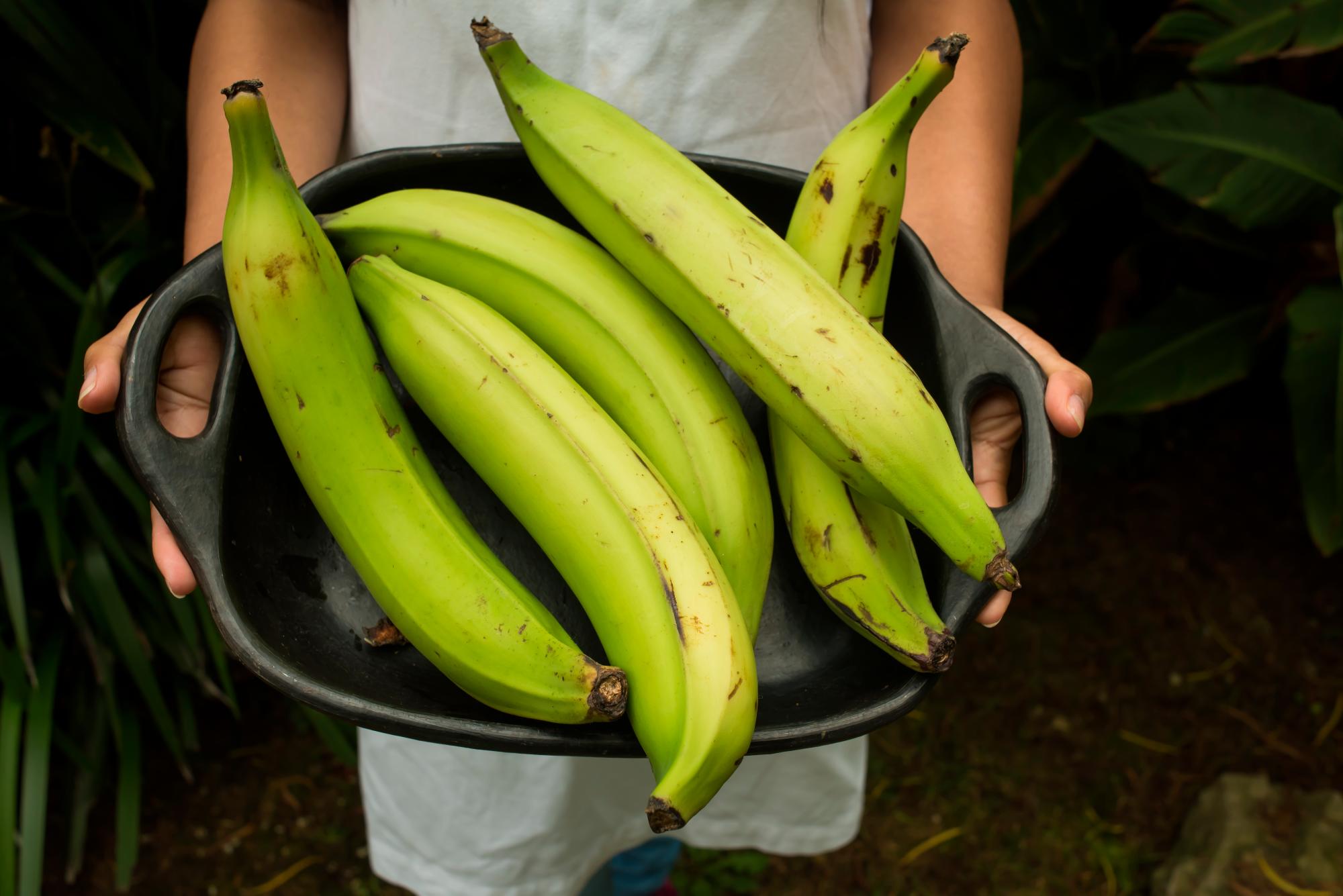 Comer plátano verde diario podría disminuir el cáncer, esto dice experto