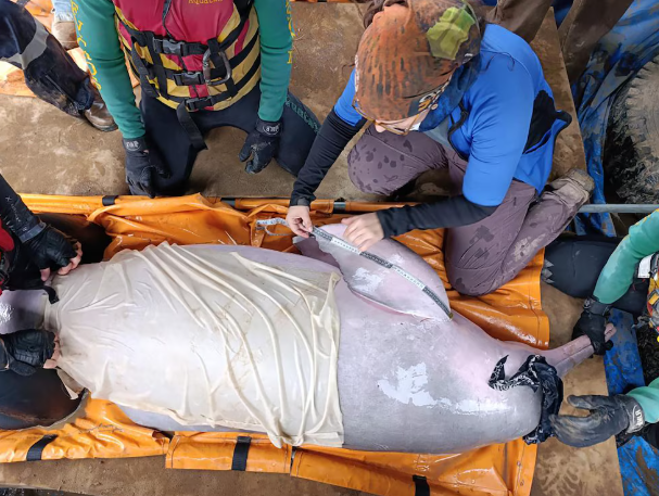 Rescataron a 27 delfines de agua dulce en Bolivia: el desafío fue salvar a las crías de tan solo medio metro