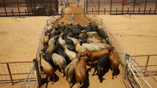 EEUU vuelve a cerrar su frontera al ganado mexicano por presencia de gusano barrenador en Veracruz