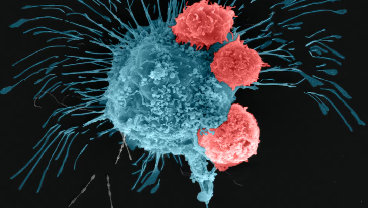 Bacterias contra el cáncer: cómo funciona la nueva terapia que elimina tumores sin activar al sistema inmune