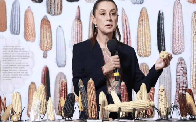 Sheinbaum no descarta crear tortillerías de maíz nativo