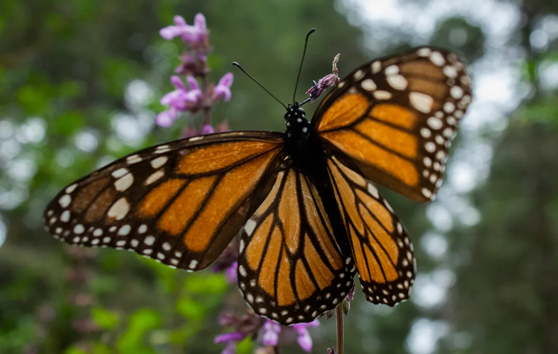Cómo los habitantes de Siouxland pueden ayudar a mejorar las poblaciones de mariposas monarca