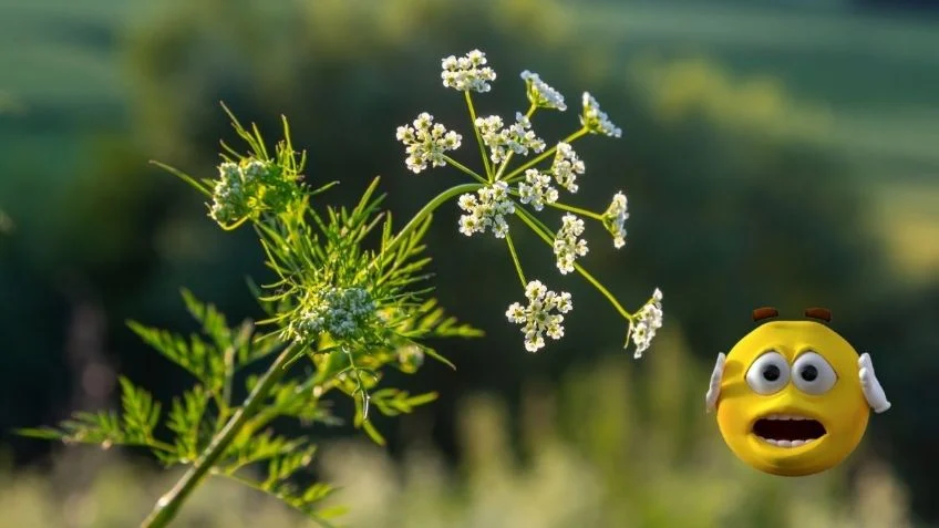 Estas son las propiedades curativas de la planta de comino