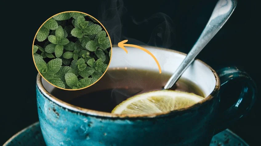 8 Razones para incluir la infusión de menta en tu salud