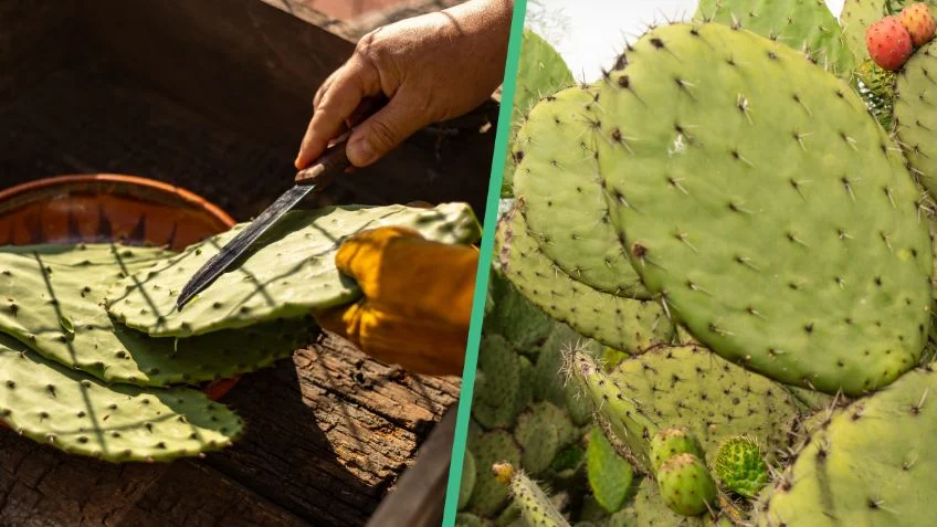 Estos son los beneficios de comer el nopal crudo en ayunas
