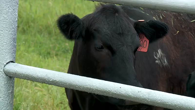 La escasez de veterinarios de animales grandes amenaza a la industria agrícola