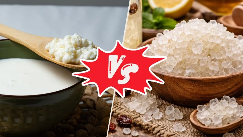 ¿Búlgaros de leche o de agua? Descubre cuál es mejor para tu salud