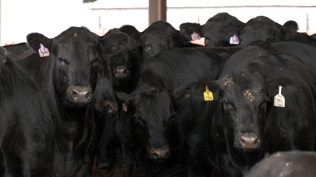 Los productores de ganado se preguntan si es necesaria una ley para prohibir la carne cultivada en laboratorio