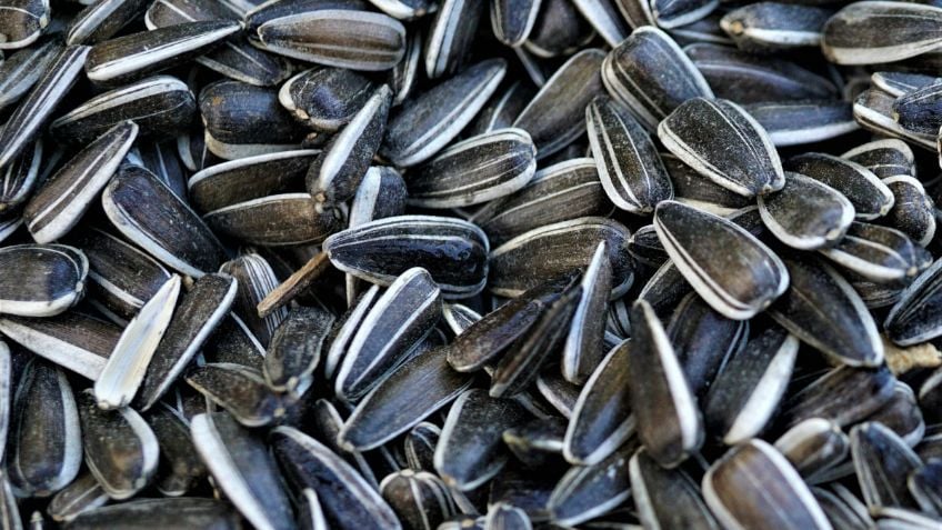 Estos son los beneficios para la salud de las semillas de girasol