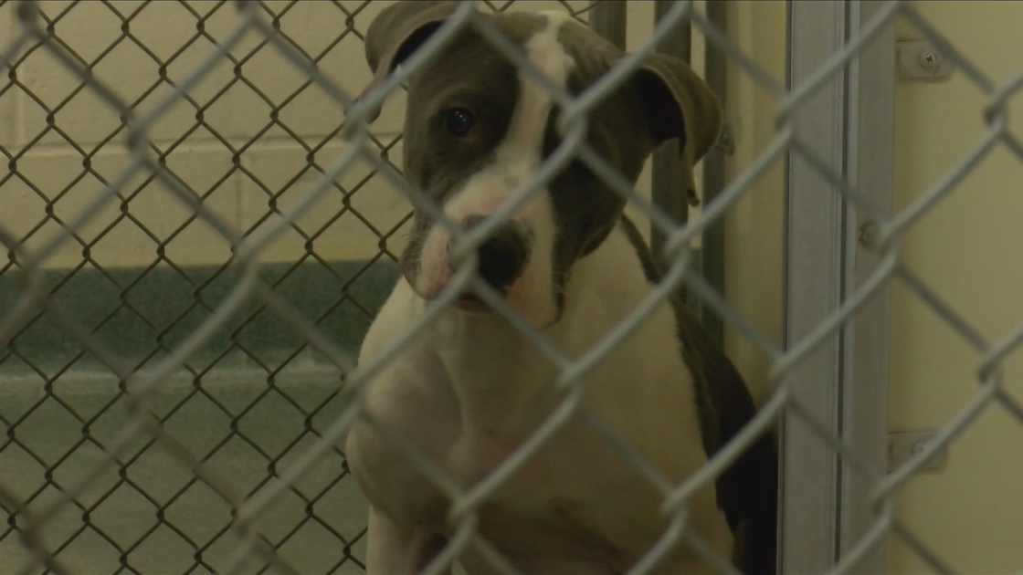 Nuevo proyecto de ley en Iowa convertiría la tortura animal en un delito grave