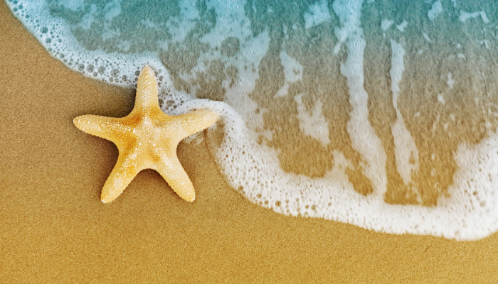 Las estrellas de mar