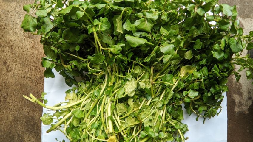 Este superalimento verde fortalece el sistema inmunológico, cuida la vista y promueve la salud ósea