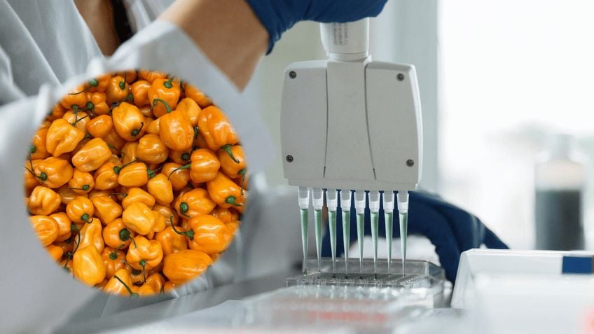 UNAM desarrolla importante avance en antibióticos gracias al chile habanero y veneno de alacrán