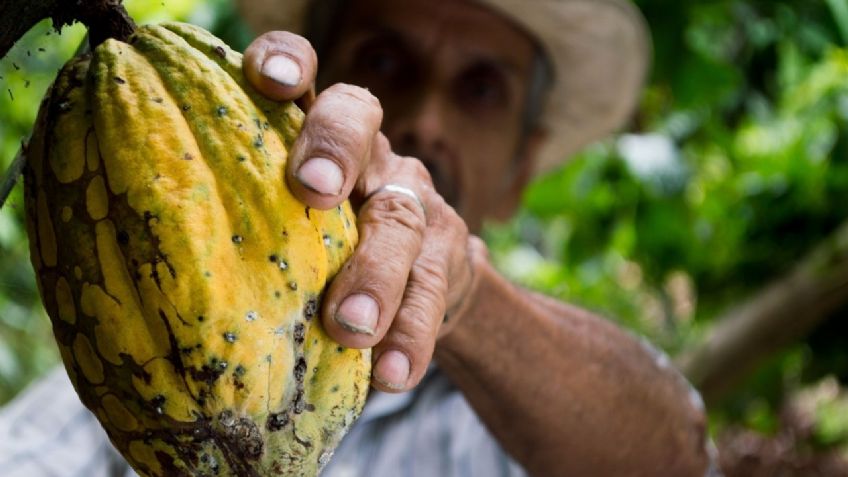 El cacao mexicano, más que una golosina es una conexión con la tierra