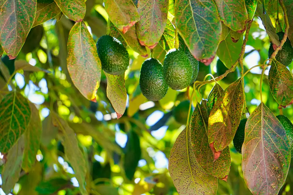 ¡No las tires! Estos son los beneficios de la hoja de aguacate ¡No las tires! Estos son los beneficios de la hoja de aguacate