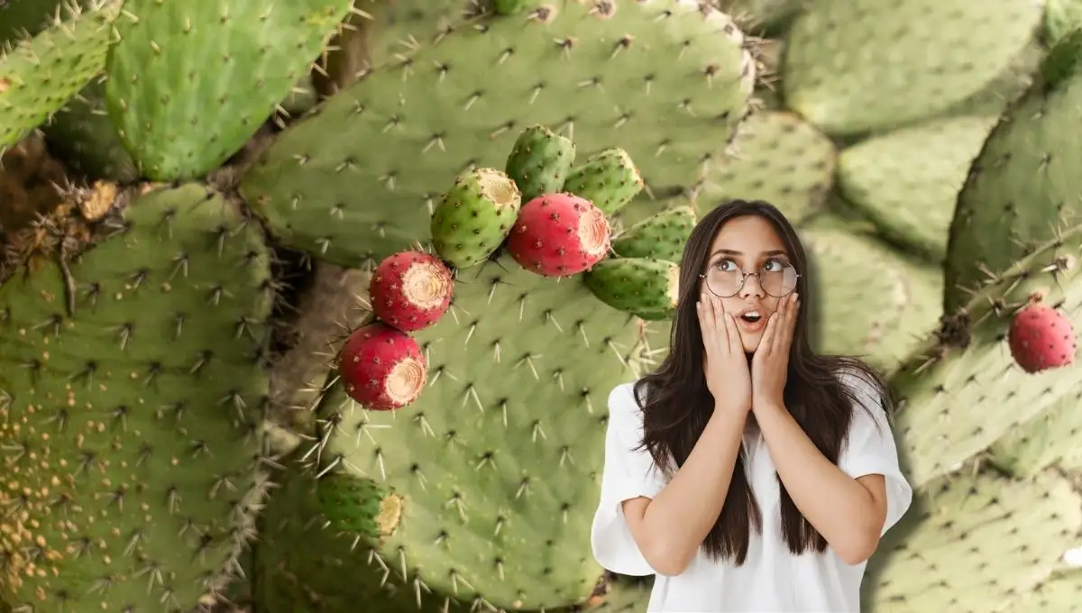 ¿Cuántas tunas puedes comer al día? Conoce sus beneficios y propiedades ¿Cuántas tunas puedes comer al día? Conoce sus beneficios y propiedades