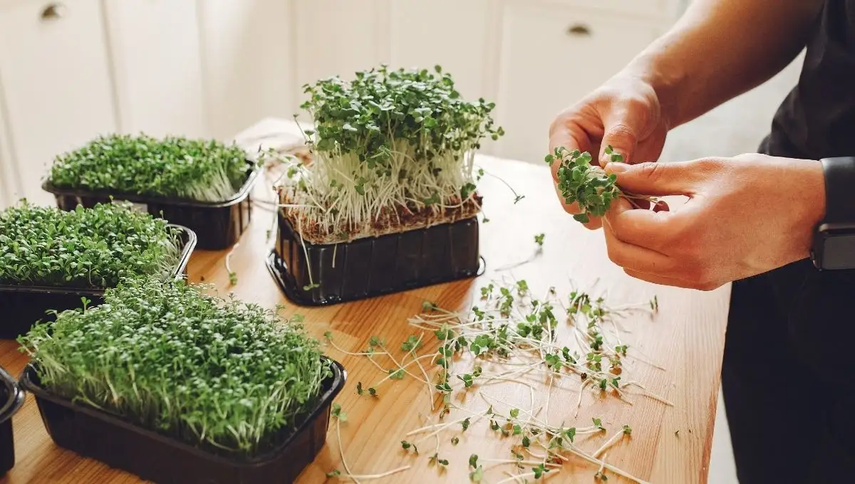 ¿Para qué sirven los germinados de semillas? Conoce sus tipos y beneficios según los expertos ¿Para qué sirven los germinados de semillas? Conoce sus tipos y beneficios según los expertos