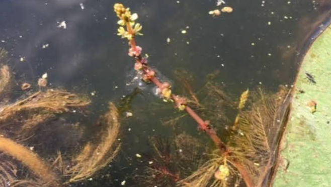 Niveles elevados de toxina de algas que se encuentran en Silver Lake en el condado de Dickinson