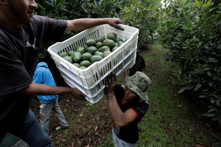 Sheinbaum confirma amenazas a inspectores de exportación de aguacate a EEUU: espera que no sea presión política Sheinbaum confirma amenazas a inspectores de exportación de aguacate a EEUU: espera que no sea presión política
