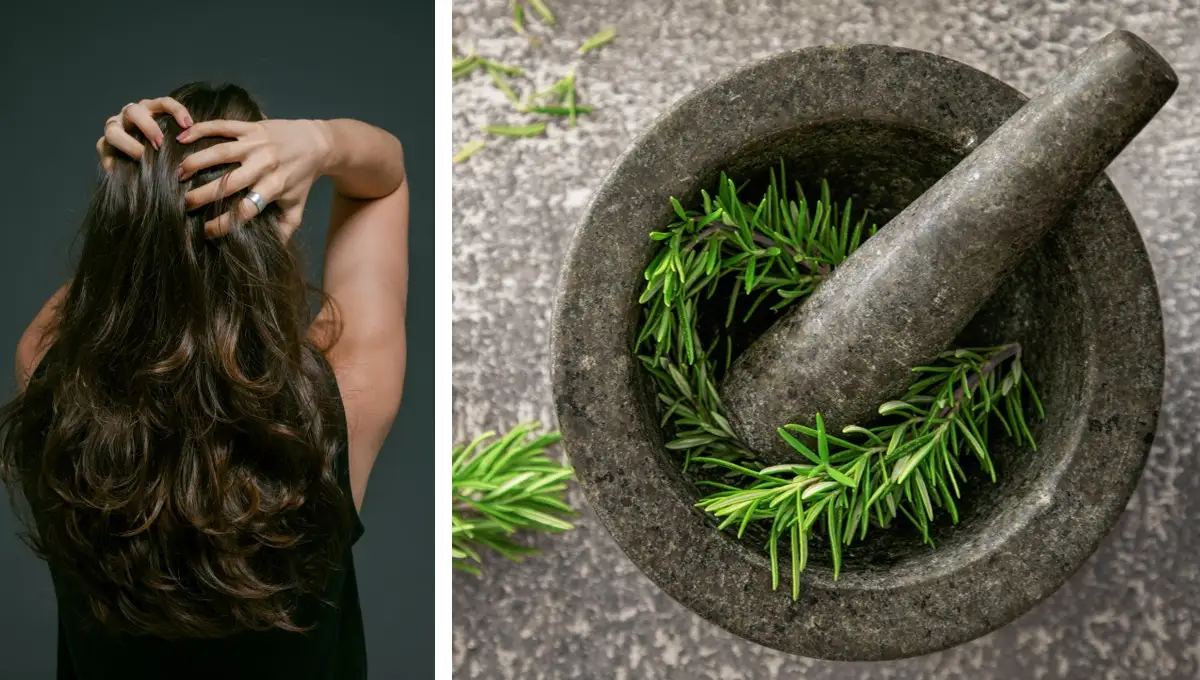 ¿Qué beneficios tiene el romero en el cabello? 3 formas para aplicarlo ¿Qué beneficios tiene el romero en el cabello? 3 formas para aplicarlo